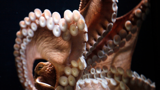 Terrifyingly Smart Octopuses Build Their Own Cities, Love to Evict Tenants